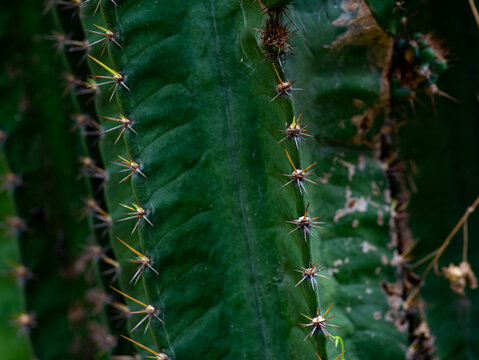 Sharp pointed golden spines thorns on green cactus stem surface creating natural protection defense pattern closeup