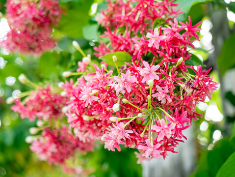 Rangoon Creeper flowers blooming in clusters, pink and red Combretum indicum in tropical garden
