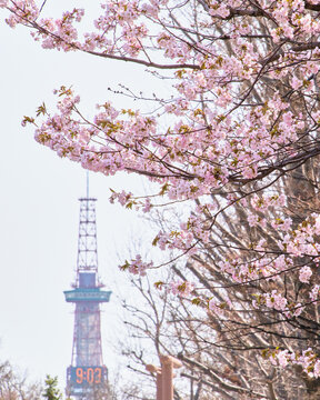 春のさっぽろテレビ塔と満開のエゾヤマザクラ  Spring Sapporo TV Tower and Full Bloom Ezo Yamazakura Cherry Blossoms