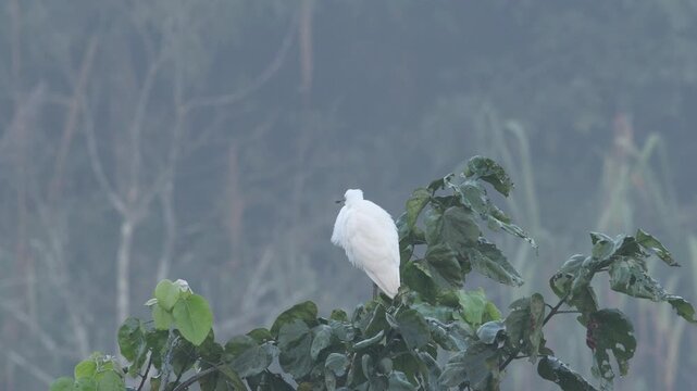 Little Egret taking a rest while perched on the branches of a tree on the side of a river.