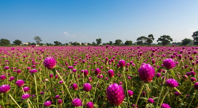 Field of purple globe amaranth flowers blooming under a clear blue sky in rural landscape