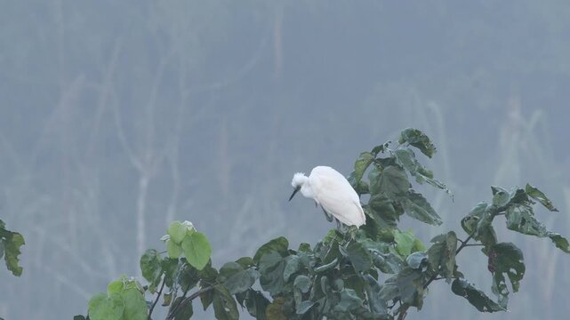 Little Egret taking a rest while perched on the branches of a tree on the side of a river.