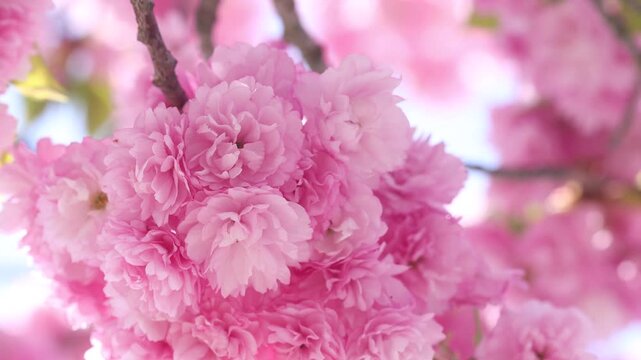 風に揺れる満開の八重桜（紅華）のクローズアップ