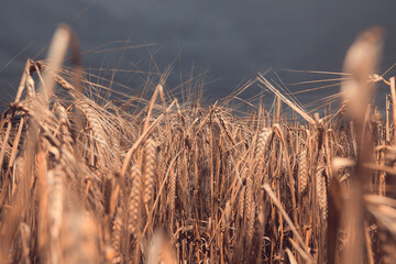 Fototapeta premium grain field, agriculture, night, evening view, unharvested autumn harvest