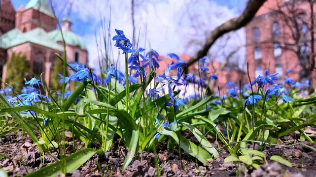 Vibrant blue Siberian squill flowers swaying in the wind in a city park, close-up, soft bokeh with blurred historic building in background, fresh spring day, nature photography.