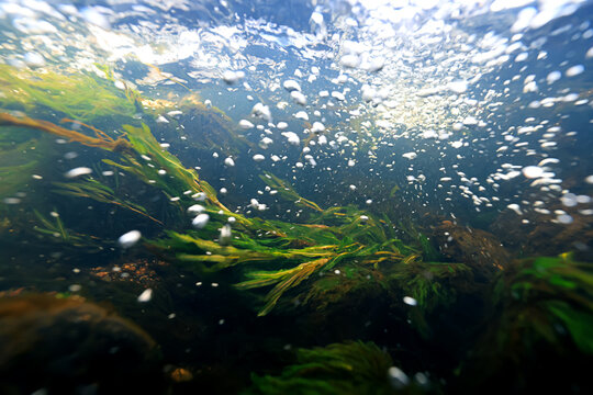 Underwater photo in a fast-flowing freshwater river with algae and underwater landscape
