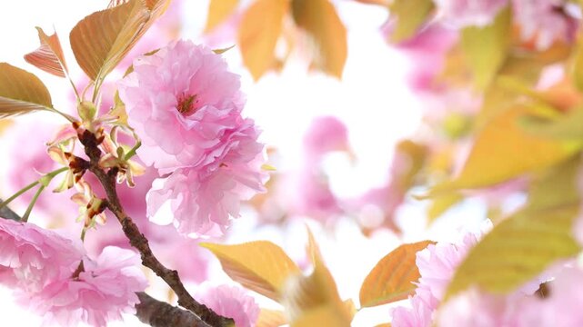 里桜 里桜」
