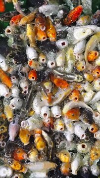 A dense multitude of small, colorful fish, likely koi and goldfish, eagerly jostle at the water's surface. Their mouths are wide open, vying for a delightful meal.