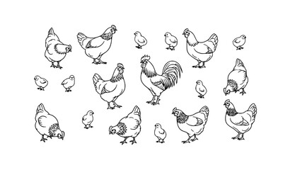 Scattered chicken group vector with rooster hens and chicks black and white isolated design © Meerazul