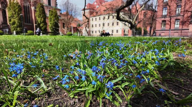 Spring Siberian squill flowers blooming in city park against blurred historical architecture background, beautiful sunny day, vibrant blue blossoms, nature in urban environment, fresh spring scene.