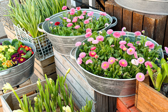 Daisy flowers in metal tubs on display outdoors