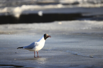 Fototapeta premium Seagulls are sitting on an ice floe, spring ice in the river and migratory birds have returned