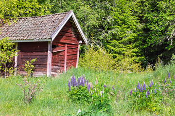Lupin flowers in bloom on a meadow a sunny summer day © Lars Johansson