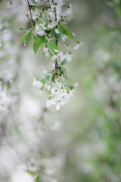 apple tree flowers