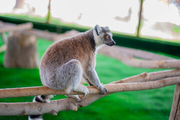 One lemur sitting on a branch in the zoo. High quality photo © Дарья Чернова