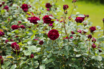 Obraz premium Beautiful roses blooming in a Japanese public garden.