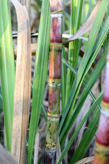 Fototapeta premium Sugarcane stalks growing in the field.
