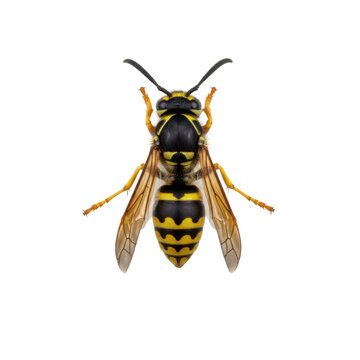 Extreme macro photograph of a yellowjacket wasp, detailed reflective black and yellow segments, translucent wings, centered on a transparent background, precise biological study atmosphere