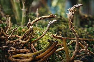 Fototapeta premium Abstract composition of twisted dry branches and roots forming an artistic natural structure. Rich textures and earthy tones create a visually striking organic pattern with shallow depth of field.
