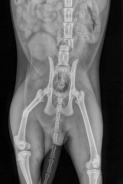 Radiographie d'un chat en soins d'urgences, montrant une fracture vert&eacute;brale lombaire et une fracture du f&eacute;mur droit