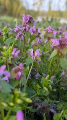 Obraz premium Lamium purpureum purple dead-nettle, macro close-up of wild spring weed flowers