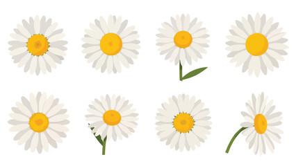 Fototapeta premium Collection of white daisy flower heads in flat design style.
