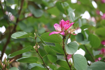 Fototapeta premium Bloom of Bauhinia variegata. It is also known as mountain ebony or orchid tree