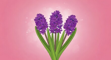 Fototapeta premium Three Purple Hyacinth Flowers in Full Bloom on Pink Background.