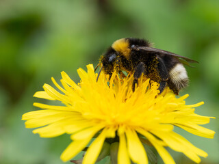 Bio Diversity - Great Macro Shot of a Bumblebee on a Yellow Flower covered in Pollen © Sebastian
