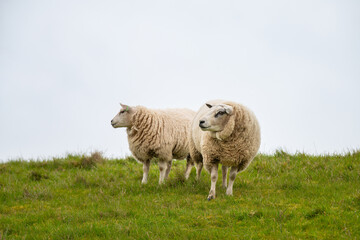 Fototapeta premium Flock of sheep on a pasture, livestock animal farm, stockbreeding, faming and agriculture in the Netherlands, sheeps on spring meadow 