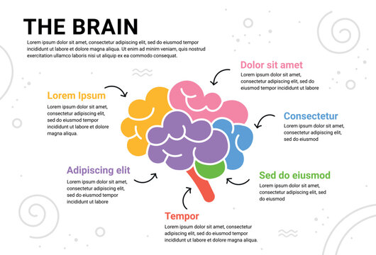 Human Brain colorful infographic design template. Six point list information of part of brain organized text sections. Modern infographics banner with colorful brain on white background