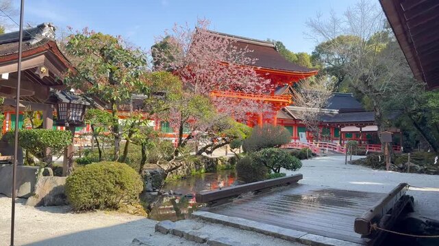 京都 上賀茂神社 桜満開 世界遺産の美しい春景色と日本の伝統文化風景動画