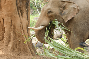 Fototapeta premium Calm peaceful animal elephant eating green grass near large brown tree trunk in wild nature wildlife environment looking relaxed enjoying natural daily feeding time outdoors