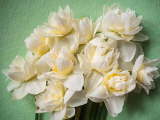 Fototapeta premium Overhead flat lay of fresh white cream double daffodil narcissus bouquet with green stems on soft light green felt background — natural organic spring flower composition with blooms at various opening