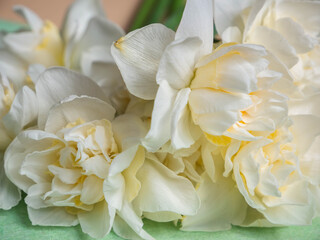 Obraz premium Overhead flat lay of fresh white cream double daffodils narcissus bouquet with green stems on soft light green felt background — natural organic spring flower composition with blooms at various stages