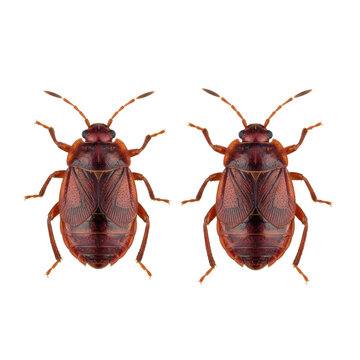 Two highly detailed bed bugs, cimex lectularius, showing segmented reddish-brown exoskeletons in a top-down macro view, isolated on a sterile white background, illustrating the concept of pest