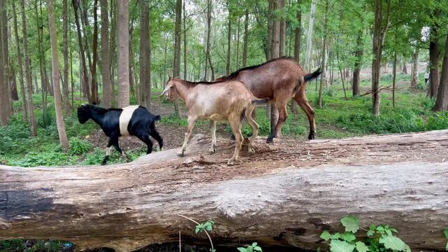 Three playful goats spar gently in a quiet Nepal forest, surrounded by mossy trees, soft light, and mountain mist.