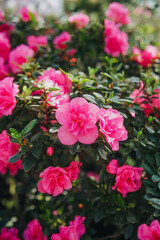 Fototapeta premium Azalea Rhododendron tropical ornamental plant flowering in botanical greenhouse