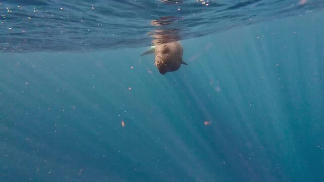 Sperm Whale swimming in deep blue ocean water