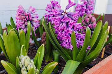 Fototapeta premium Vibrant fragrant purple hyacinth flowers blooming in a garden planter during springtime
