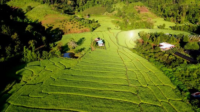 Nestled in the mountains, Chiang Mai, Thailand offers breathtaking rice terraces that shimmer in the sunlight.
