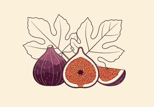 Vintage Style Vector Illustration of Fresh Purple Figs with Leaves and Sliced Fruit
