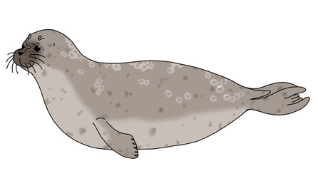 ワモンアザラシ　オス © Nanagi