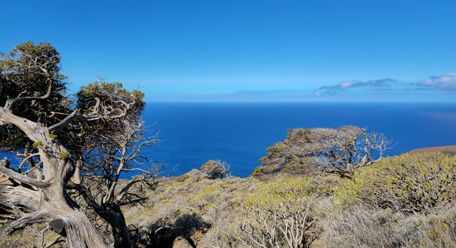 Ancient Juniper trees on volcanic cliff, Island El Hierro, Canary Islands, Spain, Europe.