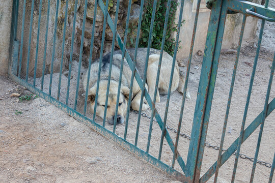 Chained dog lying behind metal gate in rural yard