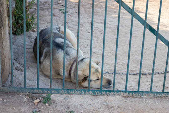 Chained dog lying behind metal gate in rural yard
