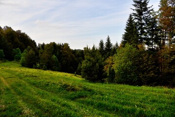 Fototapeta premium Colorful Wild Forest in Spring with Fresh Leaves and Bright Light.