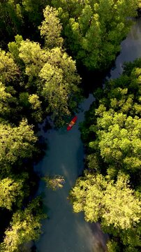 Explore the tranquil waters of Koh Phayam, Thailand, where bright kayaks navigate through dense mangrove forests. Experience nature splendor and peaceful ambiance.