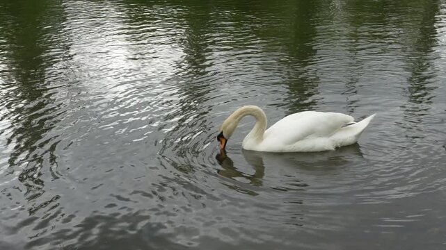 Swan plucks and nibbles seaweed underwater
