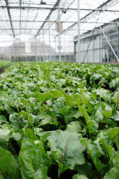 Close up of beet Seedlings growing in lush greenhouse
